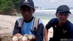 Perjungan Pokdarwis Tulungagung Lestarikan Penyu di Pantai Selatan