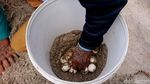 Perjungan Pokdarwis Tulungagung Lestarikan Penyu di Pantai Selatan