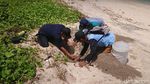 Perjungan Pokdarwis Tulungagung Lestarikan Penyu di Pantai Selatan