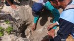 Perjungan Pokdarwis Tulungagung Lestarikan Penyu di Pantai Selatan