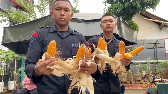 Brimob Polda Metro Jaua kerja bakti dan panen jagung bareng warga. (Dok. ist)