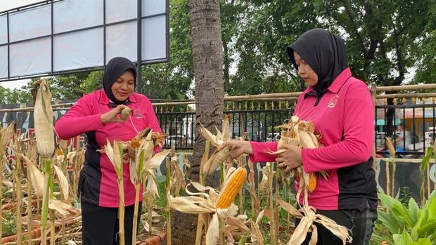 Brimob Polda Metro Jaua kerja bakti dan panen jagung bareng warga. (Dok. ist)