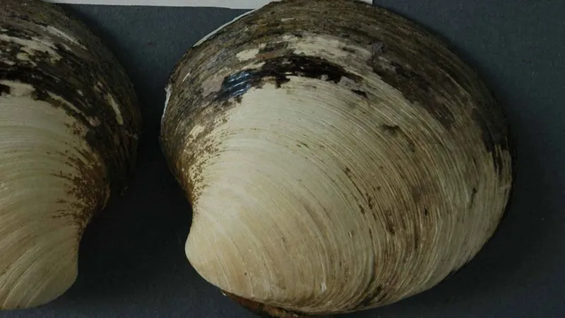 Hewan berumur panjang