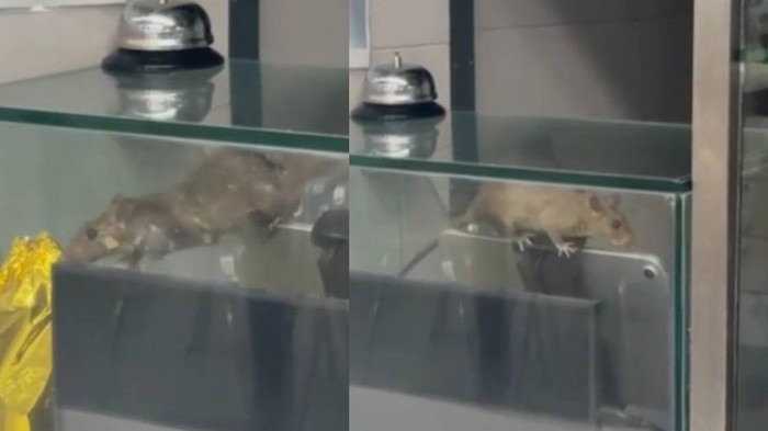 Ngeri! Ada Tikus Nangkring di Etalase Makanan Kantin Kampus Ini