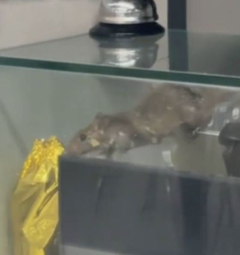 Ngeri! Ada Tikus Nangkring di Etalase Makanan Kantin Kampus Ini