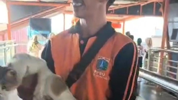 Pasukan oranye menurunkan kucing usai bau kotoran hewan