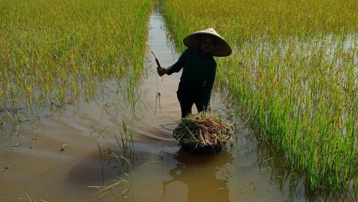 Sawah di Desa Pauh, Muratara terendam banjir