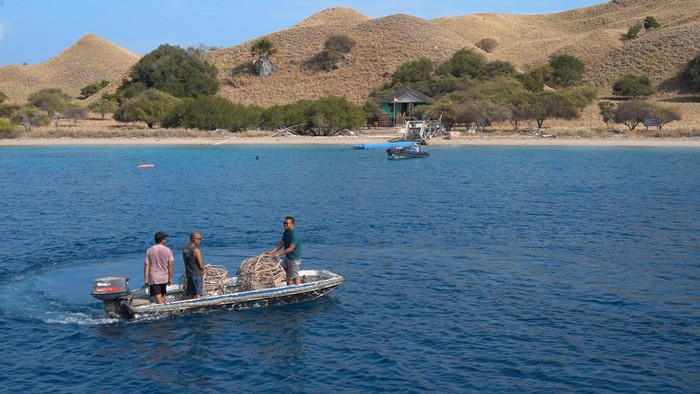 Sejumlah penyelam di melakukan tranplantasi karang di perairan Gili Lawa Darat, Taman Nasional Komodo, Manggarai Barat, NTT (Dok. Amare Divers)