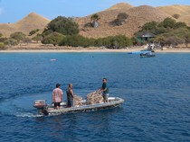Penyelam Labuan Bajo Obati Karang Rusak di Gili Lawa Darat TN Komodo