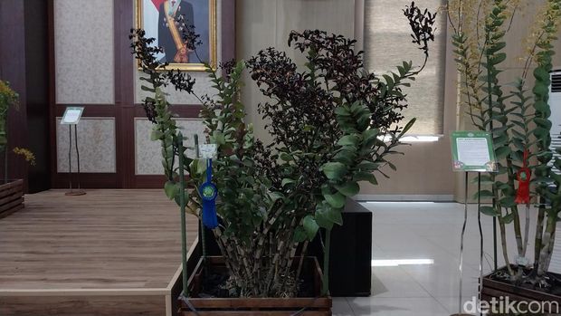 Tanaman Anggrek Black Mamba di pameran BSOW 2025