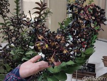 Anggrek Black Mamba di Kota Batu Harganya Tembus Ratusan Juta