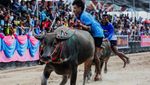 Adu Cepat Kerbau, Festival Balap Chonburi ke-154 Meriah di Thailand