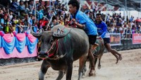 Festival balap kerbau ini merupakan tradisi turun-temurun masyarakat Chonburi untuk merayakan musim panen dan mengungkapkan rasa syukur kepada hewan yang membantu pekerjaan di sawah. REUTERS/Chalinee Thirasupa
