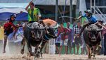 Adu Cepat Kerbau, Festival Balap Chonburi ke-154 Meriah di Thailand