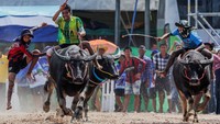 Para joki berlomba mengendalikan kerbau mereka secepat mungkin di trek licin sepanjang puluhan meter, di provinsi Chonburi, Thailand, Senin (6/10/2025). REUTERS/Chalinee Thirasupa
