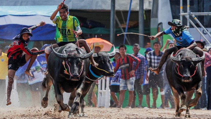 Suasana di provinsi Chonburi, Thailand, dipenuhi sorak sorai ribuan warga yang memadati arena festival balap kerbau tahunan Chonburi ke-154, Senin (6/10/2025). Tradisi yang telah berlangsung lebih dari satu abad ini kembali digelar meriah, menampilkan ketangkasan joki dan kecepatan kerbau di lintasan berlumpur. REUTERS/Chalinee Thirasupa