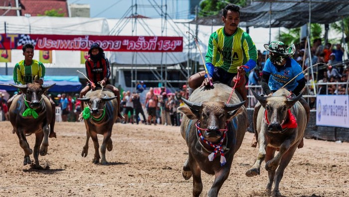 Adu Cepat Kerbau, Festival Balap Chonburi ke-154 Meriah di Thailand Suasana di provinsi Chonburi, Thailand, dipenuhi sorak sorai ribuan warga yang memadati arena festival balap kerbau tahunan Chonburi ke-154, Senin (6/10/2025). Tradisi yang telah berlangsung lebih dari satu abad ini kembali digelar meriah, menampilkan ketangkasan joki dan kecepatan kerbau di lintasan berlumpur. REUTERS/Chalinee Thirasupa