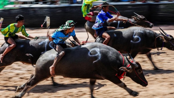 Adu Cepat Kerbau, Festival Balap Chonburi ke-154 Meriah di Thailand
