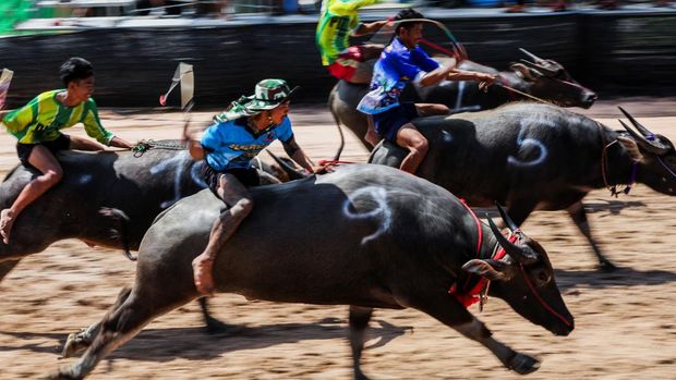 Adu Cepat Kerbau, Festival Balap Chonburi ke-154 Meriah di Thailand Suasana di provinsi Chonburi, Thailand, dipenuhi sorak sorai ribuan warga yang memadati arena festival balap kerbau tahunan Chonburi ke-154, Senin (6/10/2025). Tradisi yang telah berlangsung lebih dari satu abad ini kembali digelar meriah, menampilkan ketangkasan joki dan kecepatan kerbau di lintasan berlumpur. REUTERS/Chalinee Thirasupa