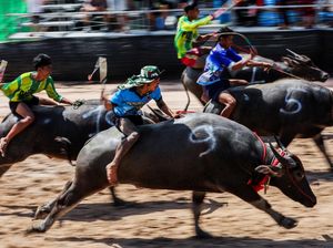 Adu Cepat Kerbau, Festival Balap Chonburi ke-154 Meriah di Thailand
