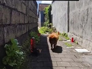 Viral Botol Merah di Gang-gang Bali, Ampuh Cegah Anjing Buang Air Sembarangan?