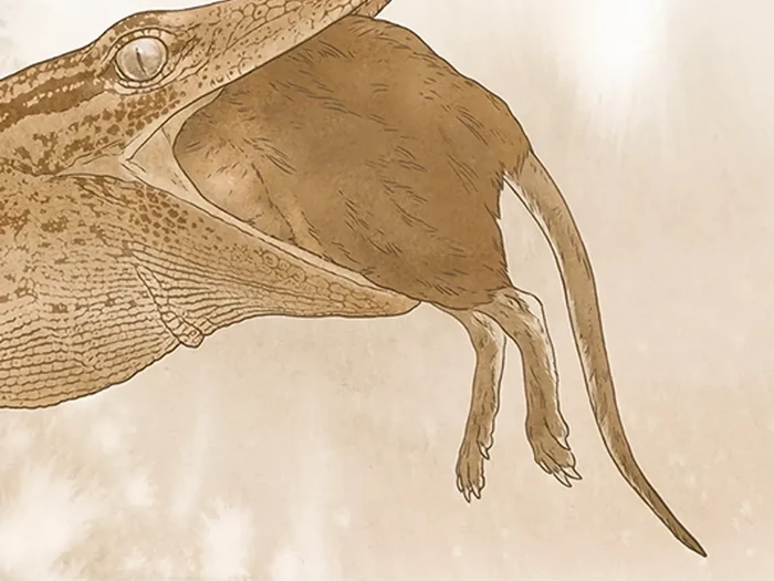 Breugnathair elgolensis