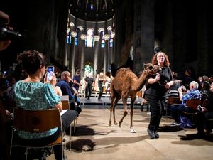 Dari Unta hingga Ular, Semua Diberkati di Katedral Manhattan