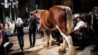Seorang pemandu memegang kuda saat tiba di katedral untuk mengikuti prosesi hewan di Manhattan, New York, Minggu (5/10/2025). Perayaan ini menjadi bagian dari upacara Blessing of the Animals yang digelar setiap tahun. REUTERS/Eduardo Munoz  