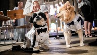 Anjing-anjing berkumpul di dalam katedral saat prosesi hewan digelar pada Feast of Saint Francis di Manhattan, New York, Minggu (5/10/2025). Pemilik membawa hewan kesayangan mereka untuk menerima berkat. REUTERS/Eduardo Munoz  