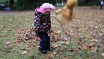 Momen ketika ditendang ayam yang sedang mengamuk. Seumur hidup terkenang dan jadi cerita epic. Foto: hauntcircus via Bored Panda