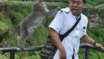 Lah, dicolong monyet. Foto: bastard_vampire via Bored Panda