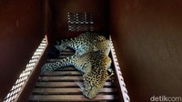 Macan tutul ini akan diobservasi di Lembang Park and Zoo dan nantinya akan direhabilitasi Pusat Penyelamatan Satwa Cikananga, Kabupaten Sukabumi.