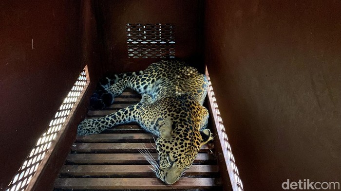 Evakuasi macan tutul di Sukasari, Kota Bandung.
