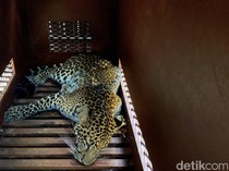 BKSDA: Kondisi Macan Tutul Nyasar di Hotel Oke, Kini Direhabilitasi di PPS Cinangka