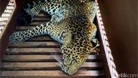Macan tutul yang dievakuasi sudah dalam keadaan pingsan setelah sebelumnya dibius.