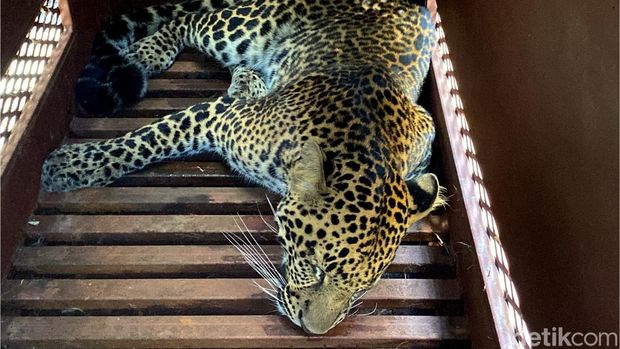 Evakuasi macan tutul di Sukasari, Kota Bandung. Evakuasi macan tutul di Sukasari, Kota Bandung.