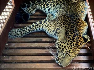 Kondisi Terkini Macan Tutul yang Nysar ke Hotel di Bandung