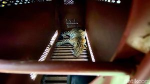 Potret Ketegangan Evakuasi Macan Tutul Nyasar ke Hotel di Bandung