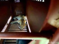 Potret Ketegangan Evakuasi Macan Tutul Nyasar ke Hotel di Bandung