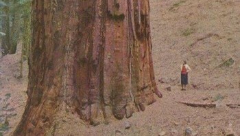 Manusia di samping pohon redwood Foto: Boredpanda