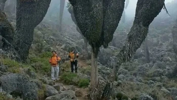 Groundsel Raksasa, Tumbuhan Prasejarah yang Ditemukan di Gunung Kilimanjaro Foto: Boredpanda