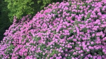 Semak Rhododendron Berusia 100 Tahun Foto: Boredpanda