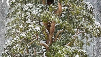 Seorang Pria dan Pohon Sequoia Berusia 3.200 Tahun di Taman Nasional Sequoia, California Foto: Boredpanda