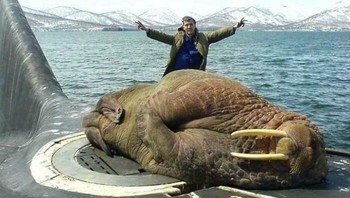 Walrus Raksasa Tidur Siang di Kapal Selam Rusia Foto: Boredpanda