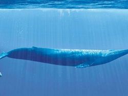 Wow! Manusia Tampak Mini Banget di Dekat Benda-Benda Raksasa