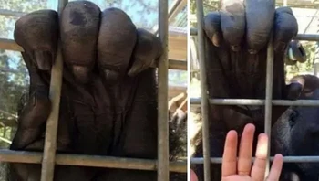 Ukuran Tangan Gorila Dibandingkan dengan Manusia Foto: Boredpanda