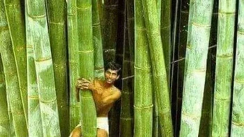 Bambu Raksasa di Sri Lanka Foto: Boredpanda