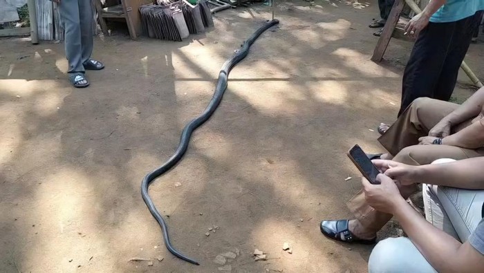 King Cobra yang terlibat pertarungan sengit dengan Kakek Ocang