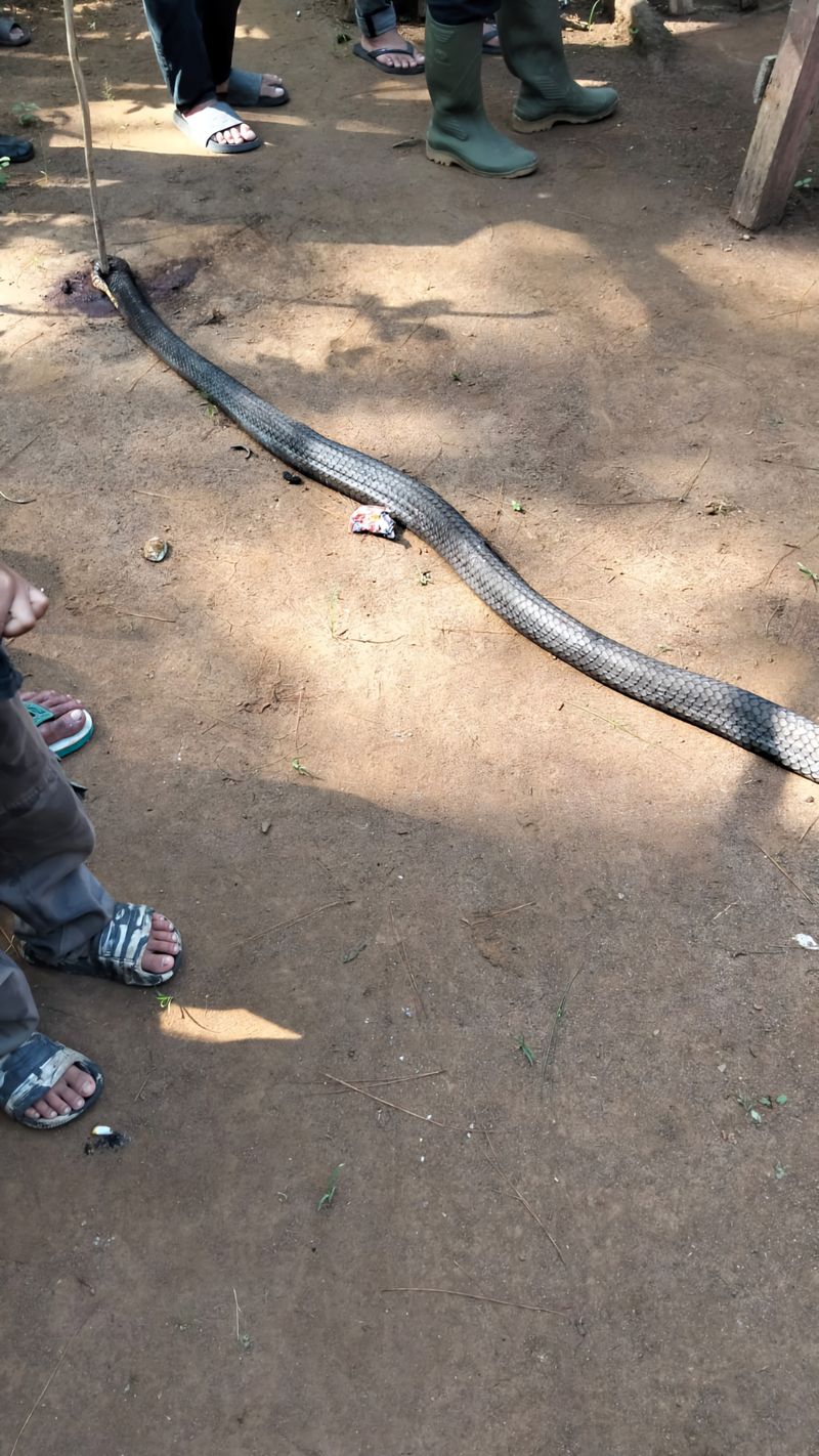 King Cobra yang terlibat pertarungan sengit dengan Kakek Ocang