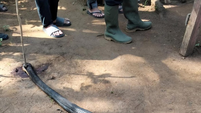 King Cobra yang terlibat pertarungan sengit dengan Kakek Ocang